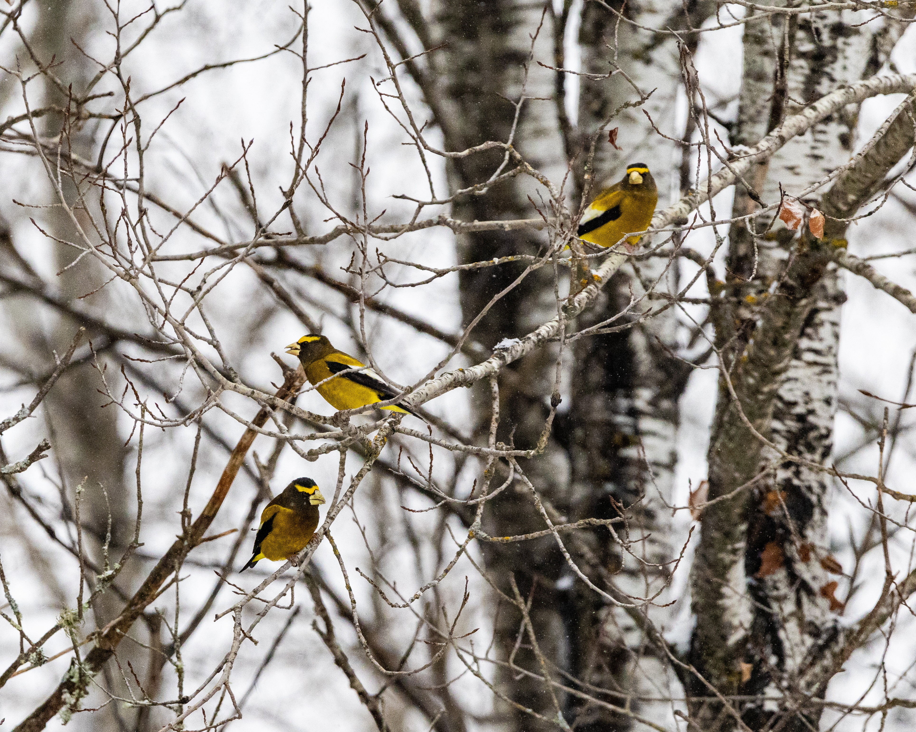 Evening Grosbeaks